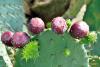 Opuntia Ficus Indica